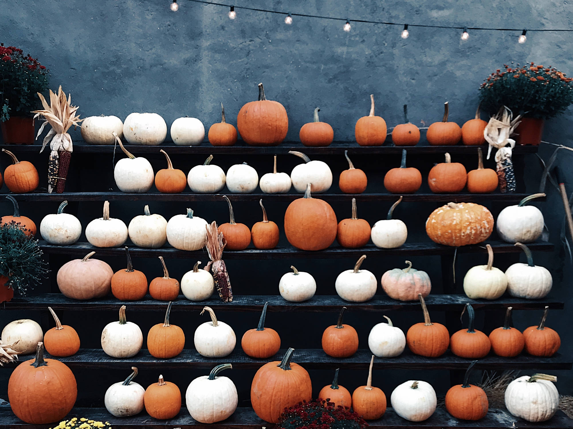 Rows of white and orange pumpkins against a wall
