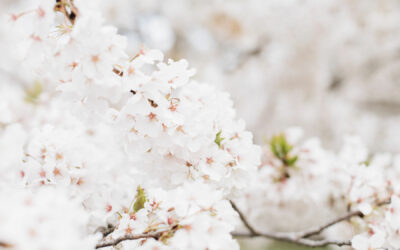 Health Benefits of Enjoying Washington DC’s Cherry Blossoms